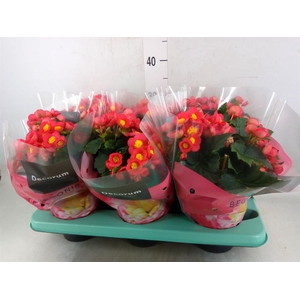Begonia elat. HL 'Valentino Pink'