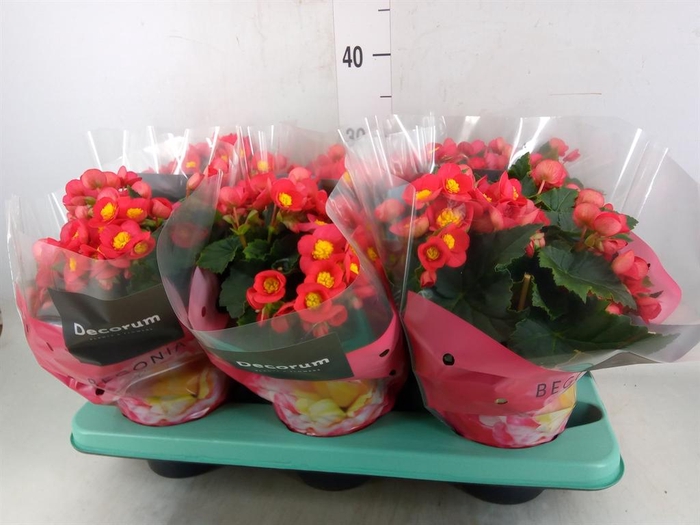 <h4>Begonia elat. HL 'Valentino Pink'</h4>
