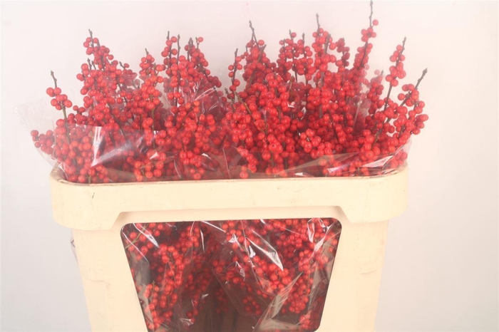 <h4>Ilex Verticilata Red Premium</h4>
