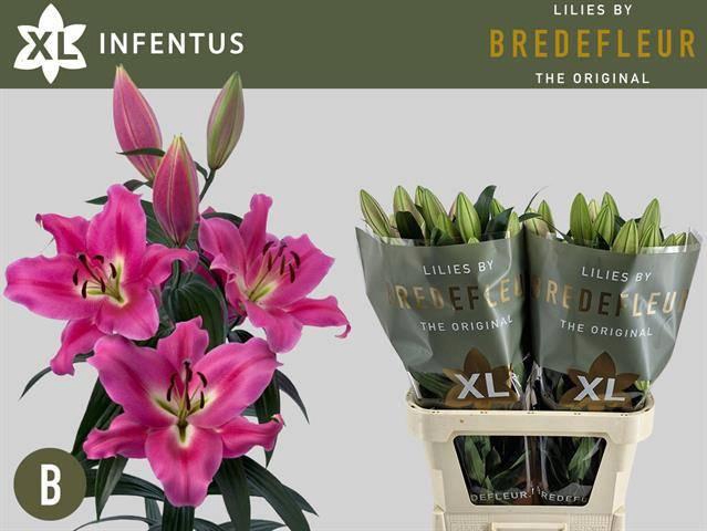 <h4>LI OT OVERIG</h4>