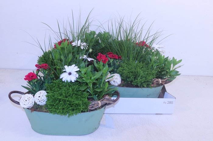 <h4>ARR TUINPLANTEN</h4>