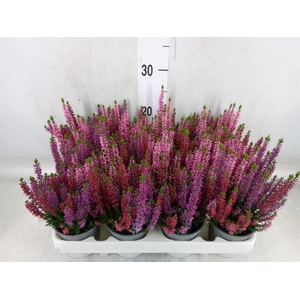 Calluna vulg. 'Beauty L WB Wonder'