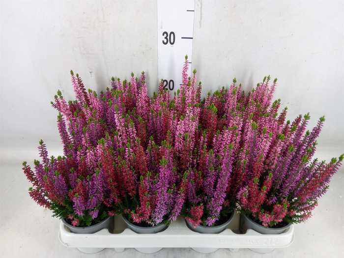 Calluna vulg. 'Beauty L WB Wonder'
