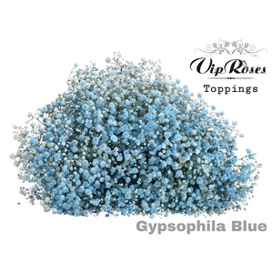 Gyps Pa Blue