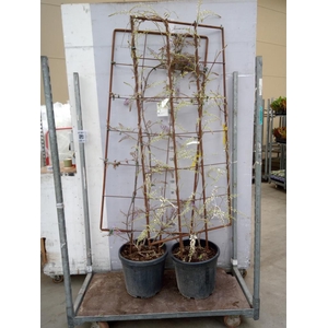 Wisteria florib. 'Lawrence'