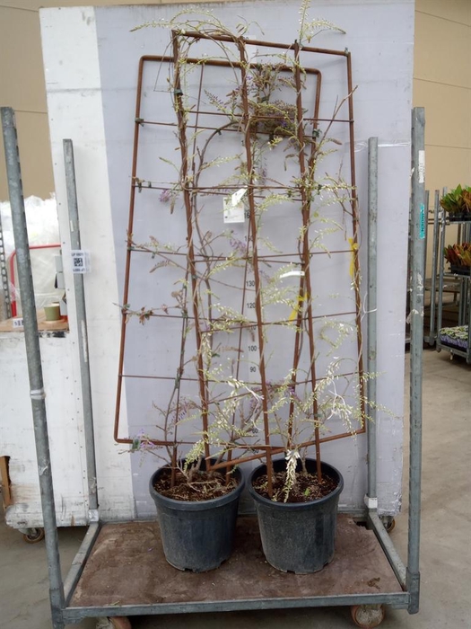 <h4>Wisteria florib. 'Lawrence'</h4>