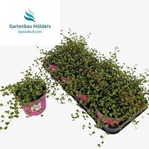 MUEHLENBECK CO MAORI