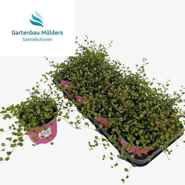 <h4>MUEHLENBECK CO MAORI</h4>