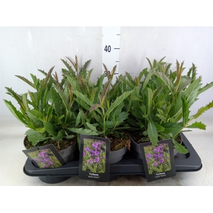 Verbena rigida