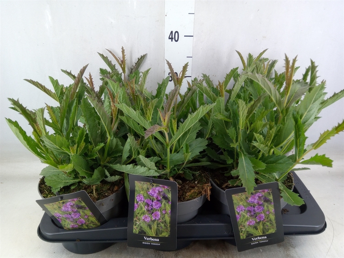 <h4>Verbena rigida</h4>