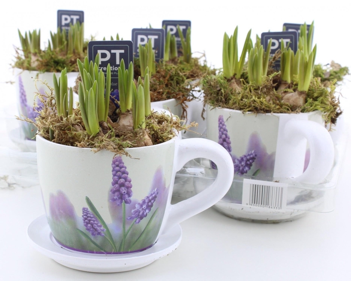 <h4>ARR MUSCARI</h4>