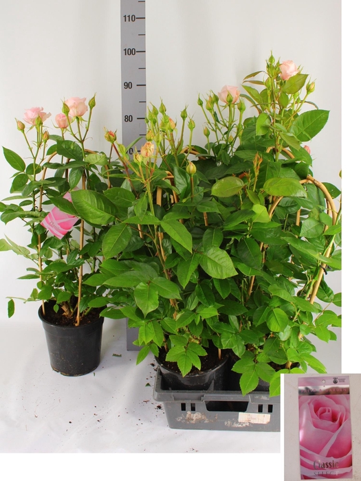 <h4>ROSA FL CLAS SELECT</h4>