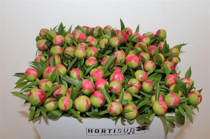 <h4>Paeo L Coral Charm</h4>