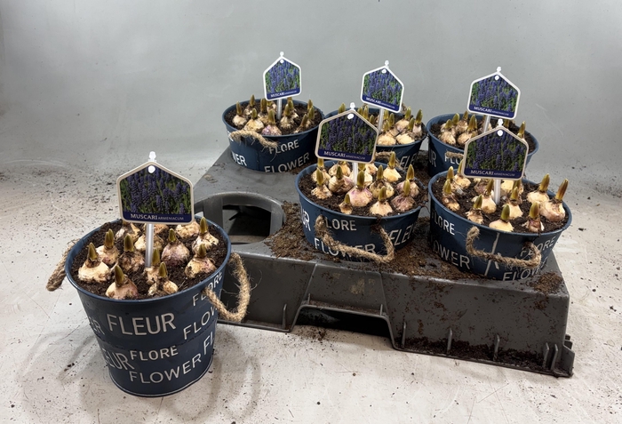 <h4>ARR MUSCARI</h4>