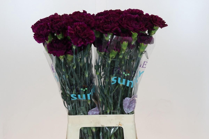 Dianthus St Florigene Moontea