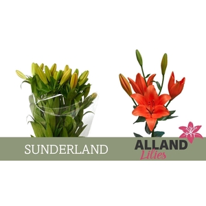 LI LA SUNDERLAND