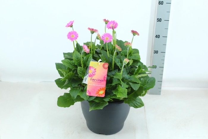 <h4>GERB GARVIN GEM</h4>