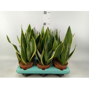 Sansevieria trifa.   ...