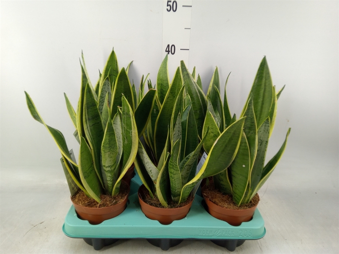<h4>Sansevieria trifa.   ...</h4>