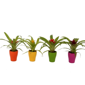 Guzmania mix in maxmix keramiek