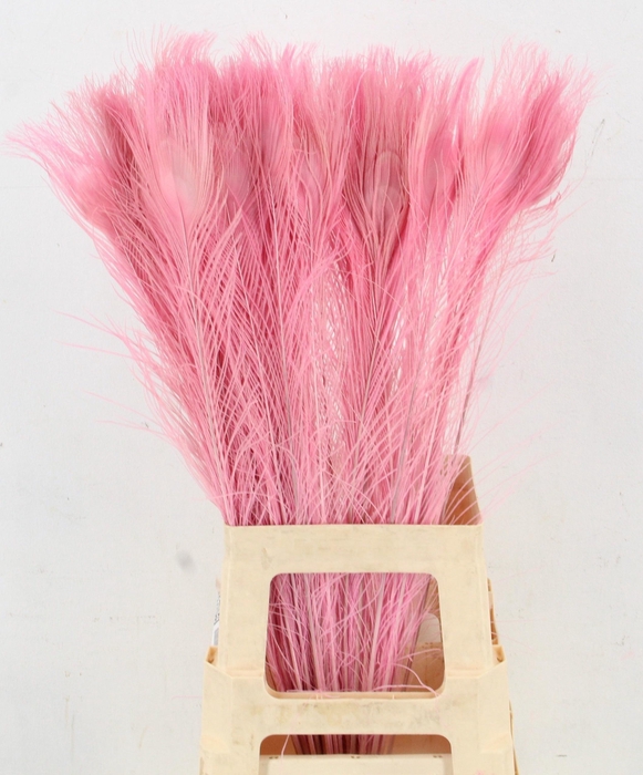 <h4>PAUWENVEREN H%</h4>