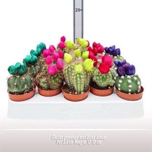 Cactus gemengd met Disco bloem