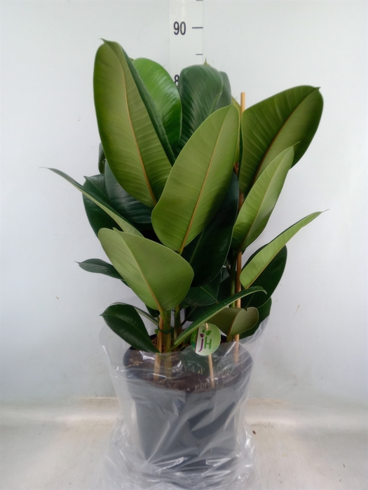 <h4>Ficus elastica 'Robusta'</h4>