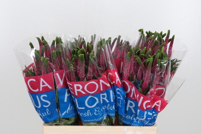 <h4>Veron Smart Iselle</h4>