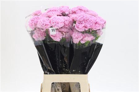 <h4>Di St Clearwater</h4>