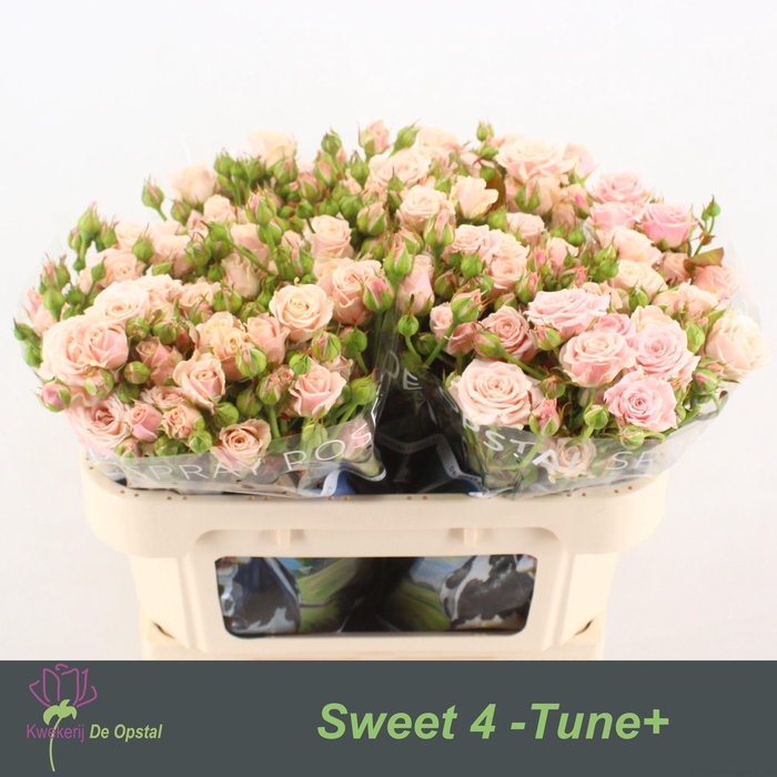 <h4>R TR SWEET 4 TUNE+</h4>