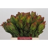 Leucadendron Laurel Yellow