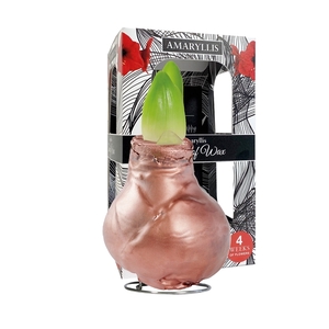 Amaryllis Touch of Wax Gloss Copper 6x1, rode bloem, Karton Giftbox