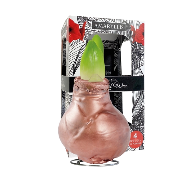 <h4>Amaryllis Touch of Wax Gloss Copper 6x1, rode bloem, Karton Giftbox</h4>