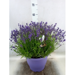 Lavandula angus. 'Essence Pure'