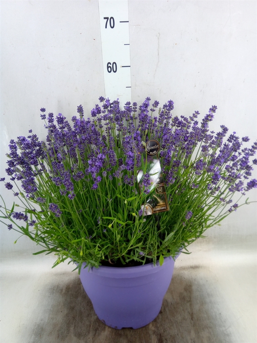 <h4>Lavandula angus. 'Essence Pure'</h4>