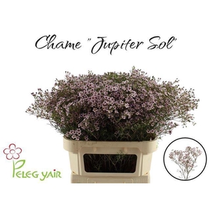 CHAME UN JUPITER SOL