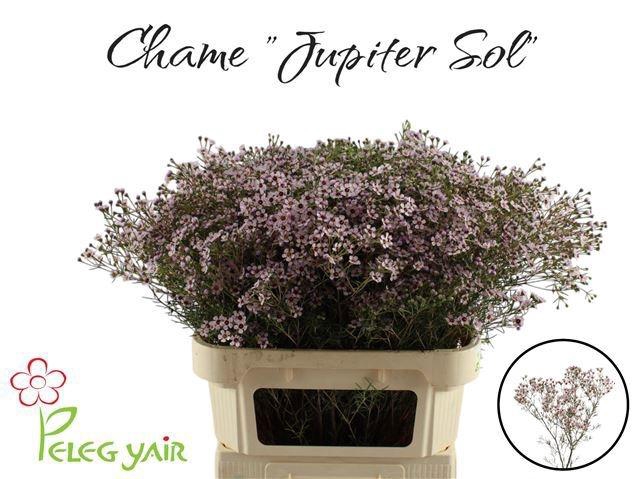 <h4>CHAME UN JUPITER SOL</h4>