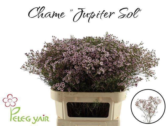 <h4>CHAME UN JUPITER SOL</h4>