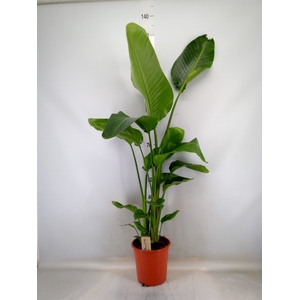Strelitzia nicolai
