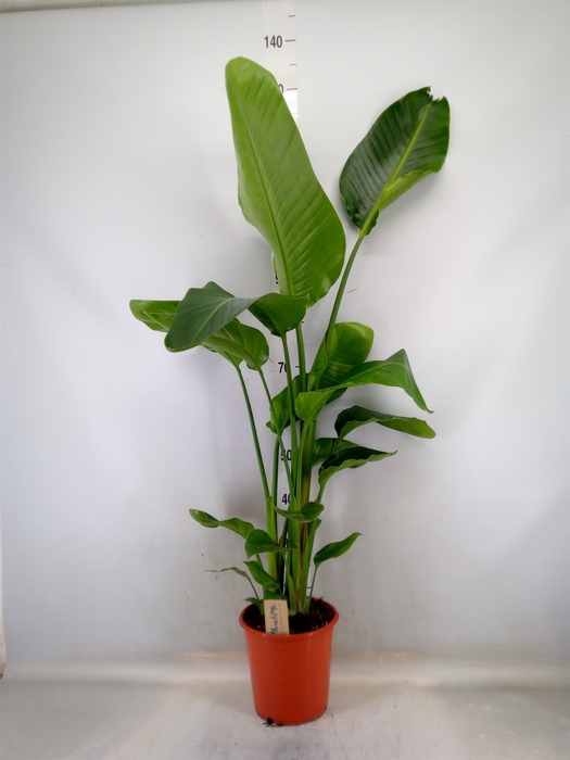 <h4>Strelitzia nicolai</h4>