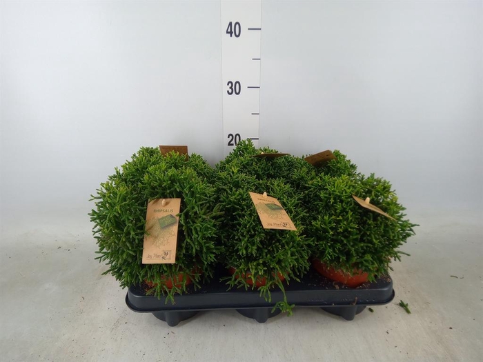 <h4>Rhipsalis   ...</h4>