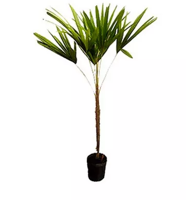 PALMEIRA RAPHIS COM 1 HASTE