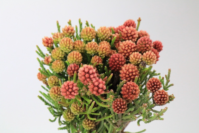 <h4>Kaaps Groen Brunia Fragarioides (Clusterstar)</h4>