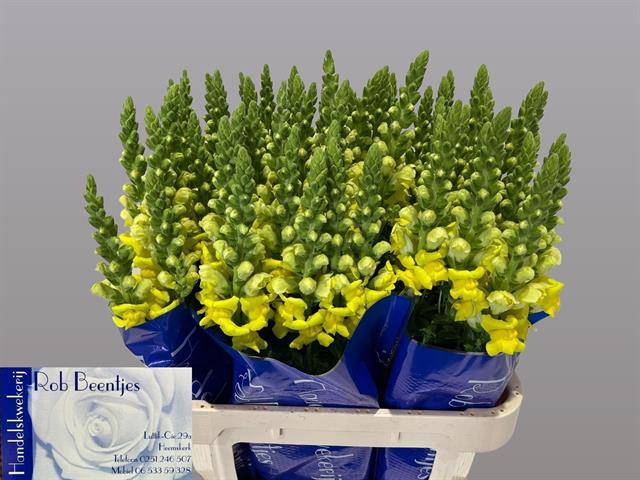 <h4>Antir Potomac Yellow Beentjes</h4>