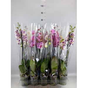 Phalaenopsis   ...mix  5