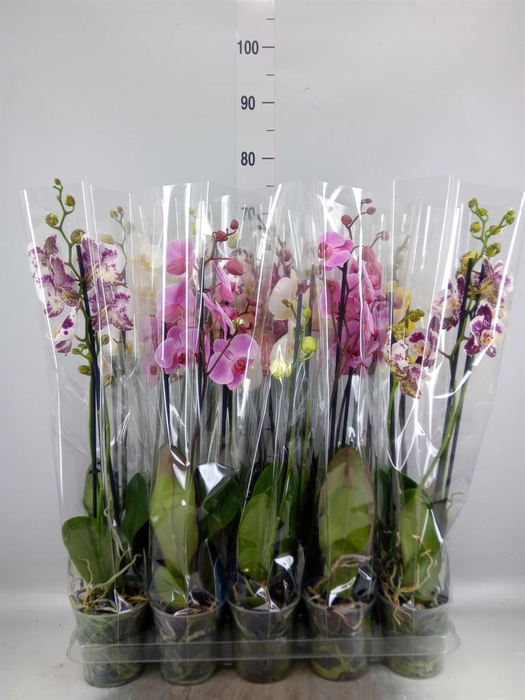 <h4>Phalaenopsis   ...mix  5</h4>