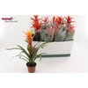Bromelia Gem