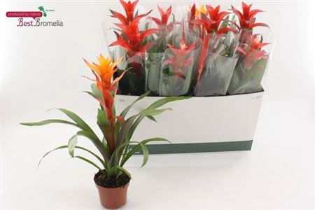 Bromelia Gem