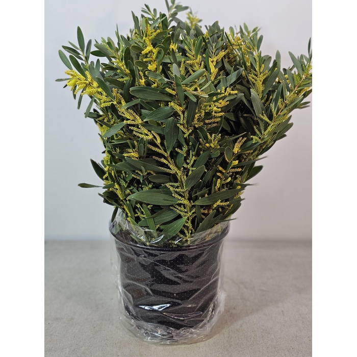 <h4>ACACIA BEGA D'ORO PB</h4>