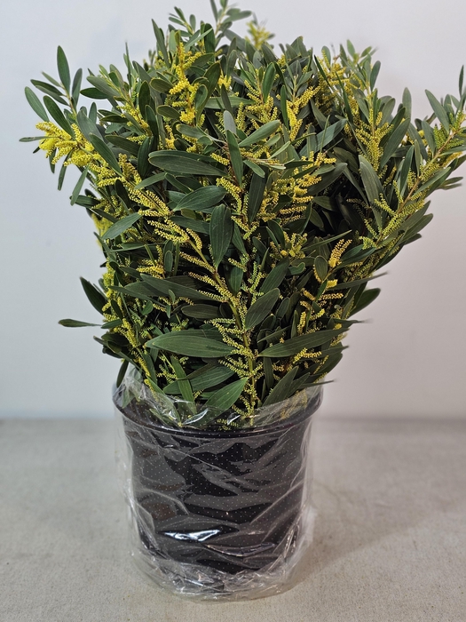 ACACIA BEGA D'ORO PB